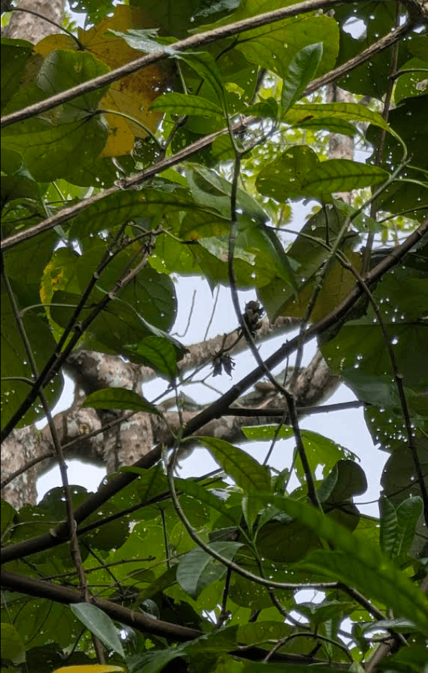 Luis, guía nativo de Playa Bluff, Bocas del Toro, Isla Colón, Panamá