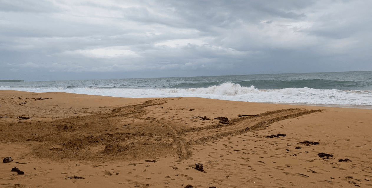 Tour playa perezosos Bocas del Toro - excursión en Playa Bluff, Isla Colón, Panamá