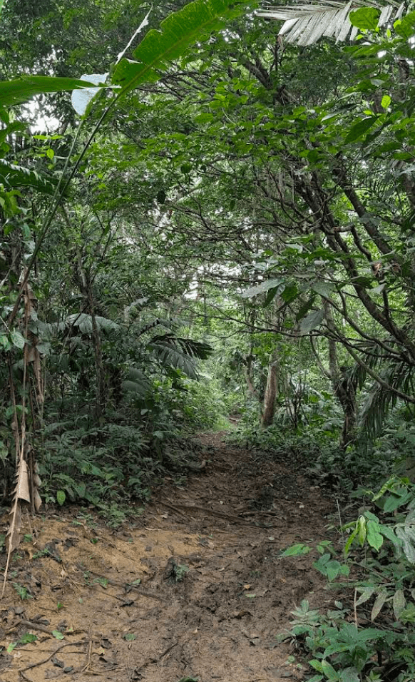 Fauna salvaje en la selva de Bocas del Toro, Isla Colón