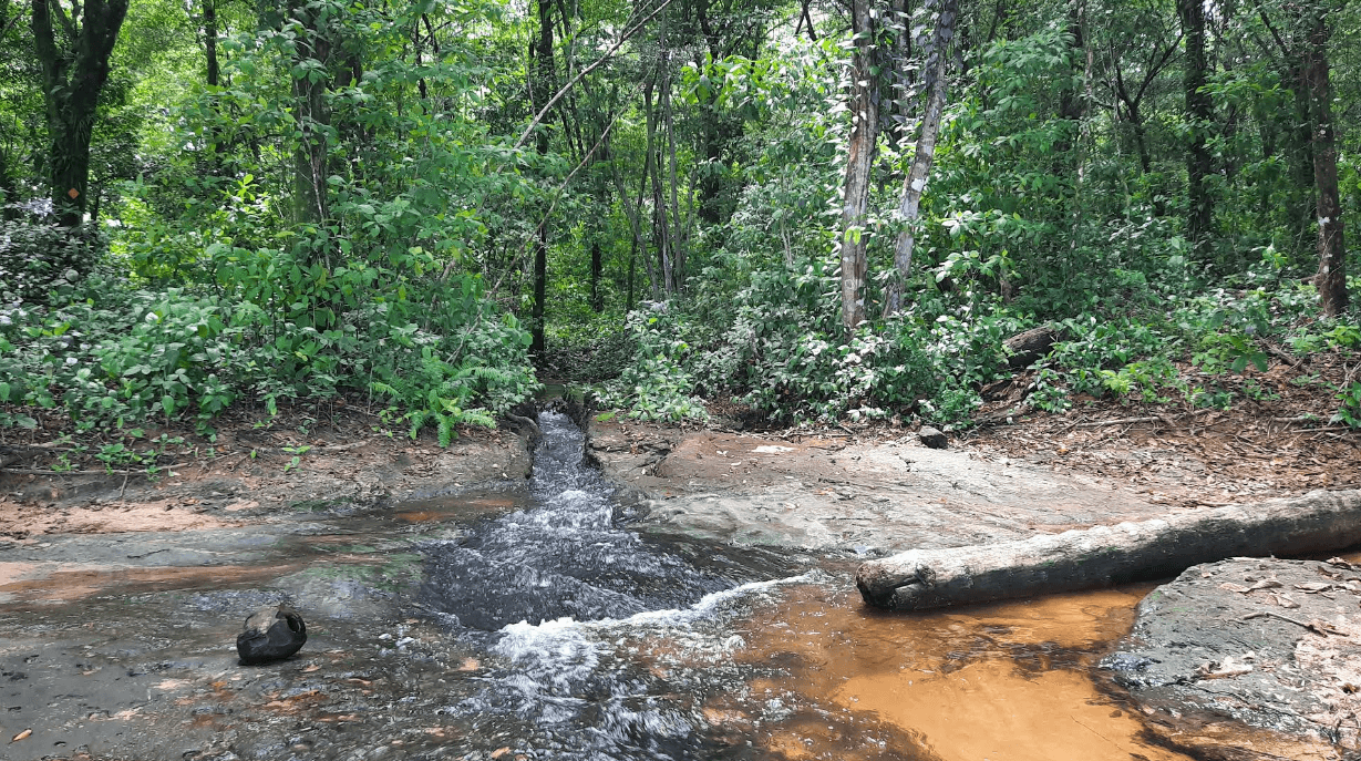Naturaleza tropical en Playa Bluff, Bocas del Toro