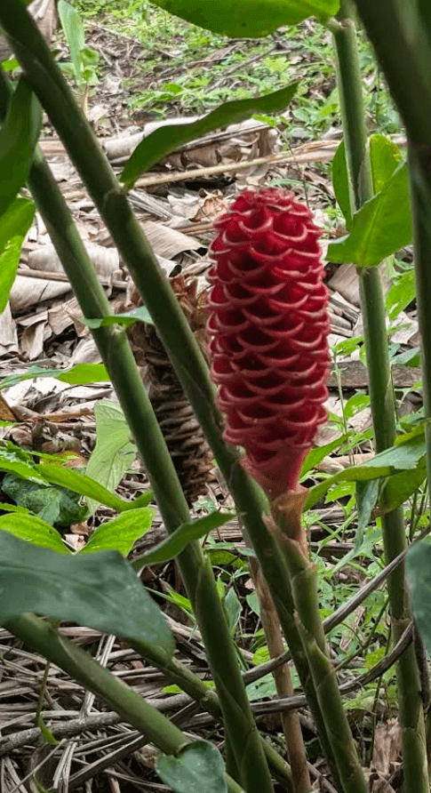 Excursión por la selva de Isla Colón, Bocas del Toro